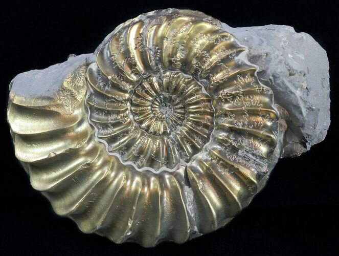 Pyritized Pleuroceras Ammonite - Germany #60264